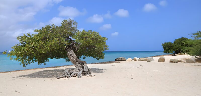 Traumstrand mit einsamem Baum