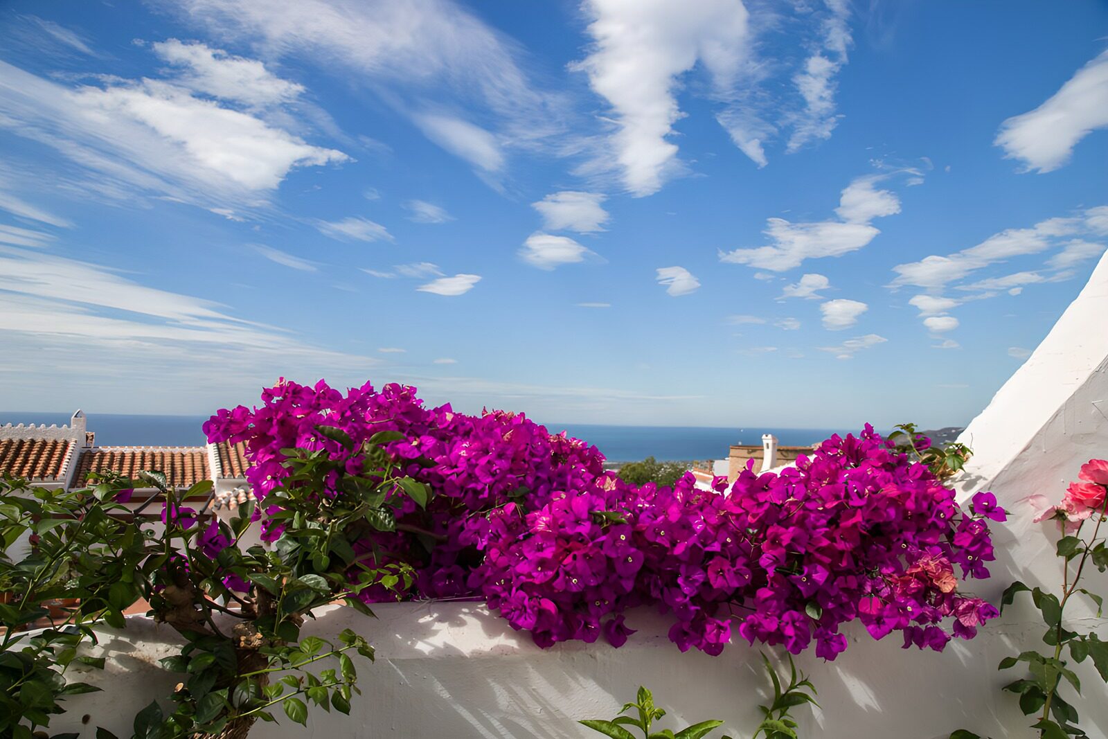 Blühende Bougainvillea mit Meerblick