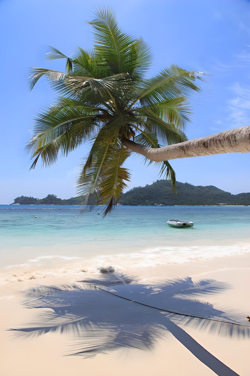 Palmbaum am tropischen Strand