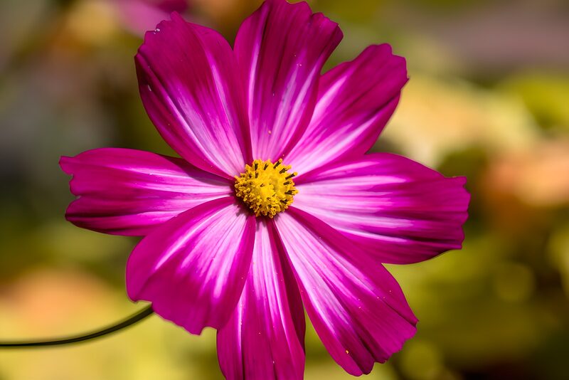 Strahlende pinke Blüte im Sonnenlicht