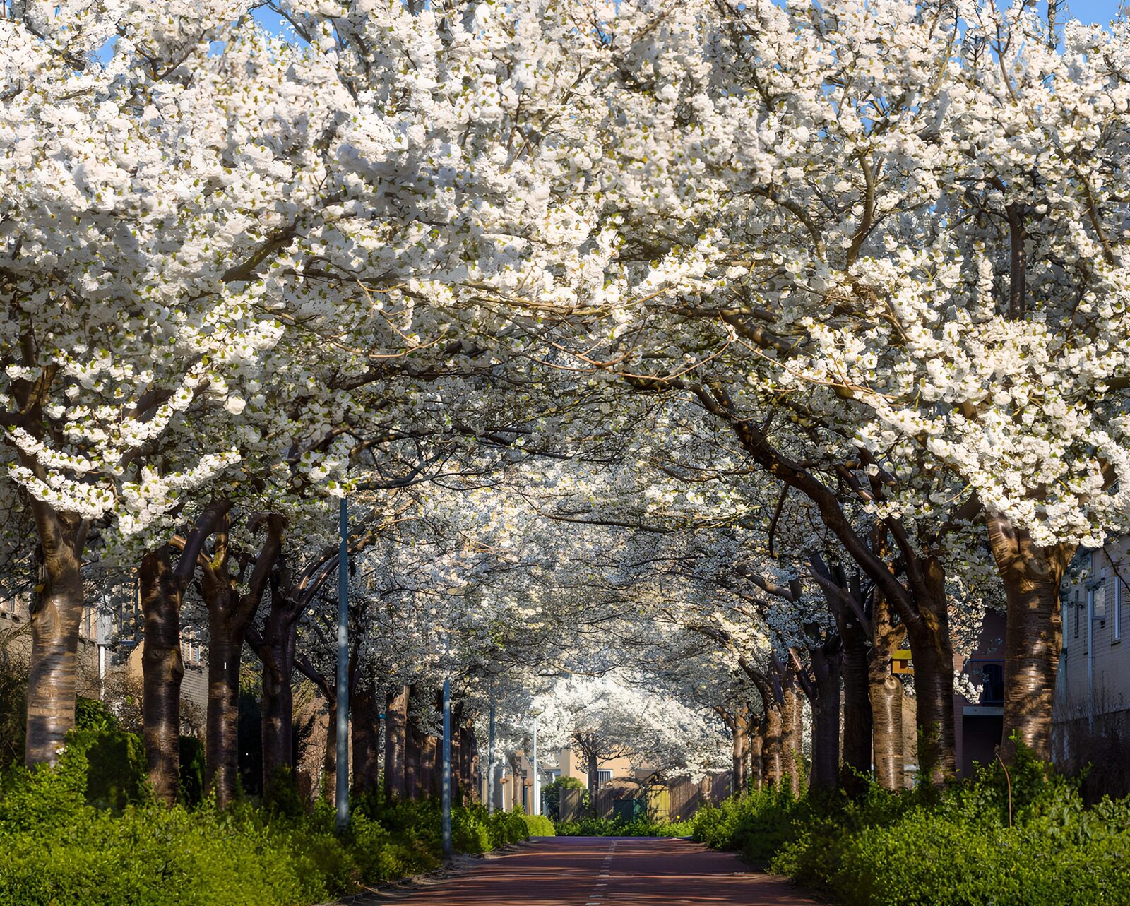 Blütenzauber: Ein Weg im Frühlingskleid