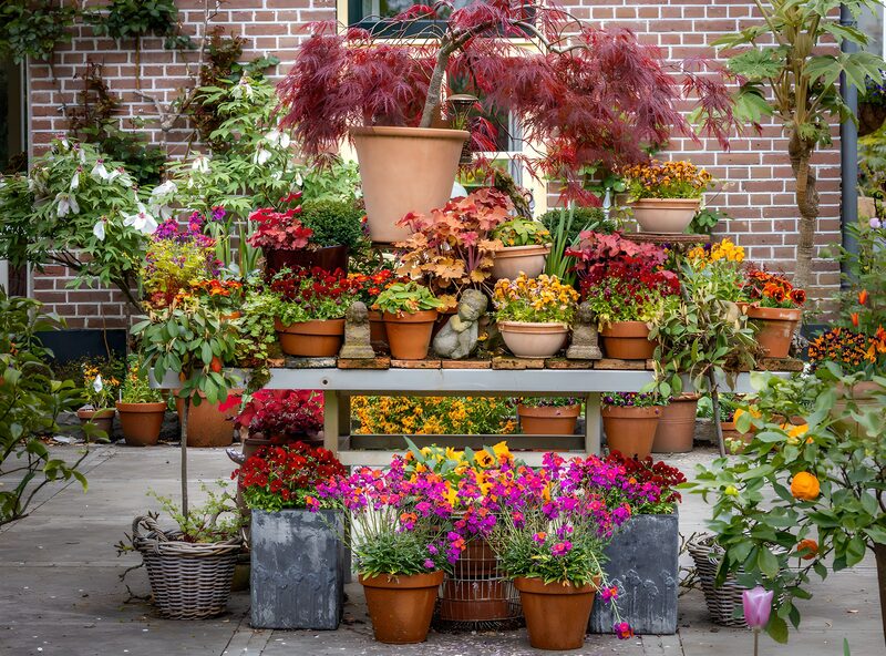 Bunte Blütenpracht im Garten