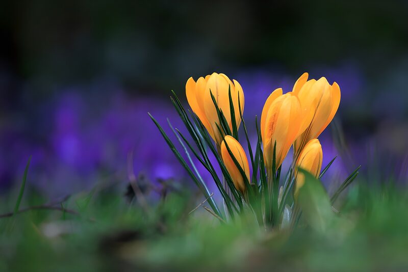 Gelbe Krokusse im Frühling