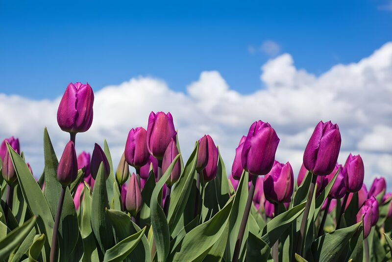 Lila Tulpen im Sonnenschein