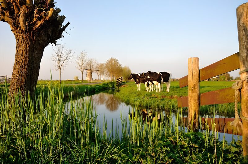 Idylle auf dem Land mit Kühen und Wasser