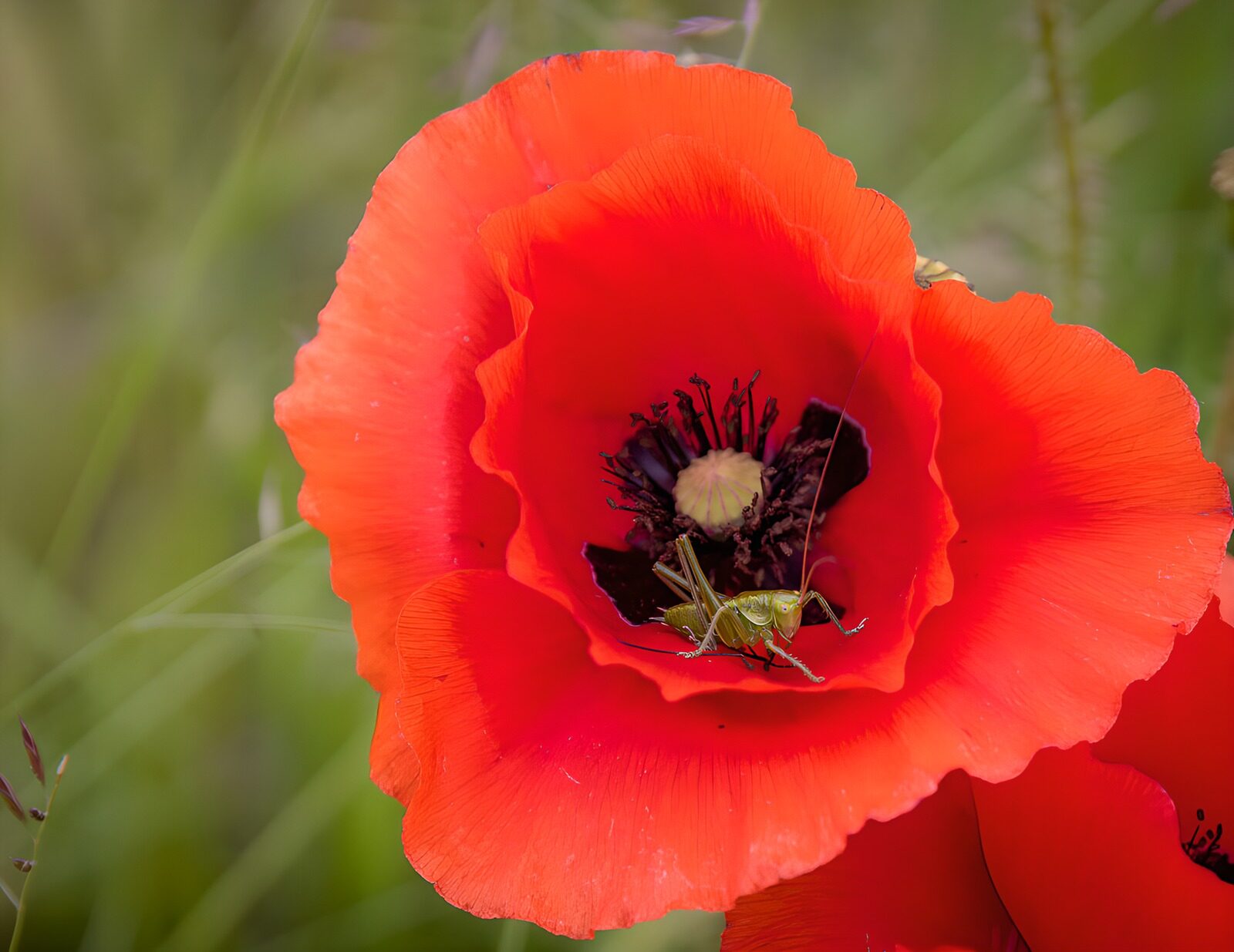 Schöne Mohnblüte mit Heuschrecke
