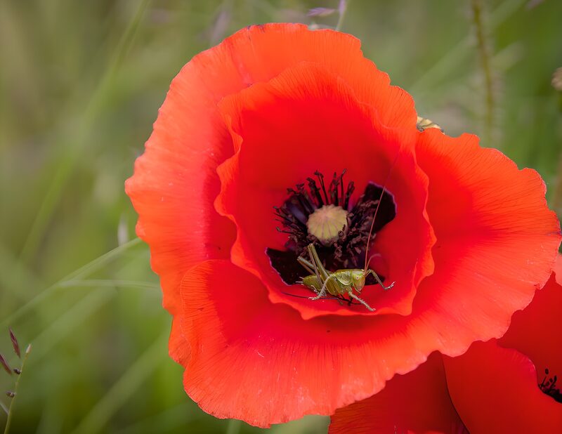Schöne Mohnblüte mit Heuschrecke