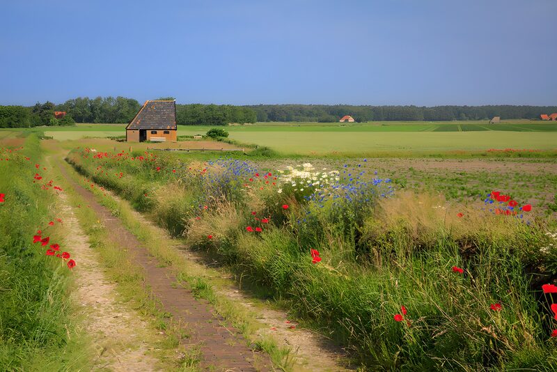 Ländliche Idylle mit blühenden Feldern