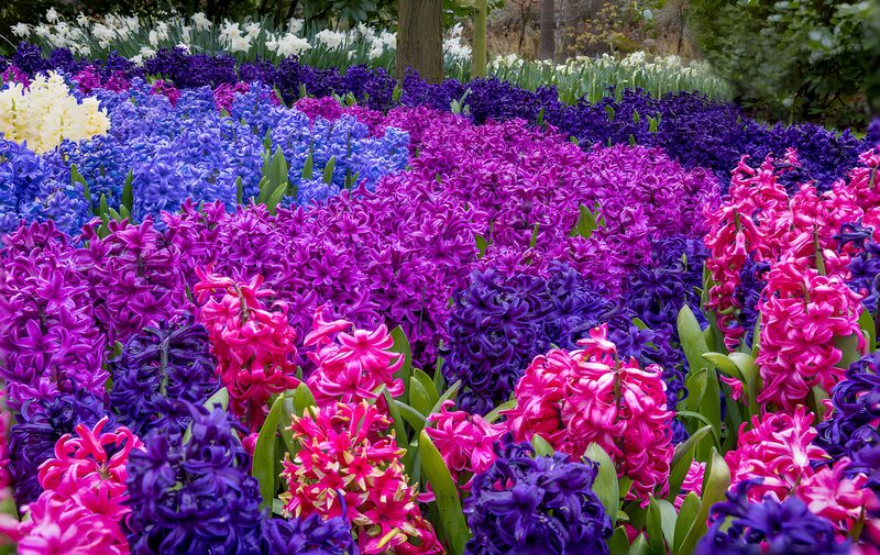 Farbenfrohe Hyazinthenblüte im Garten