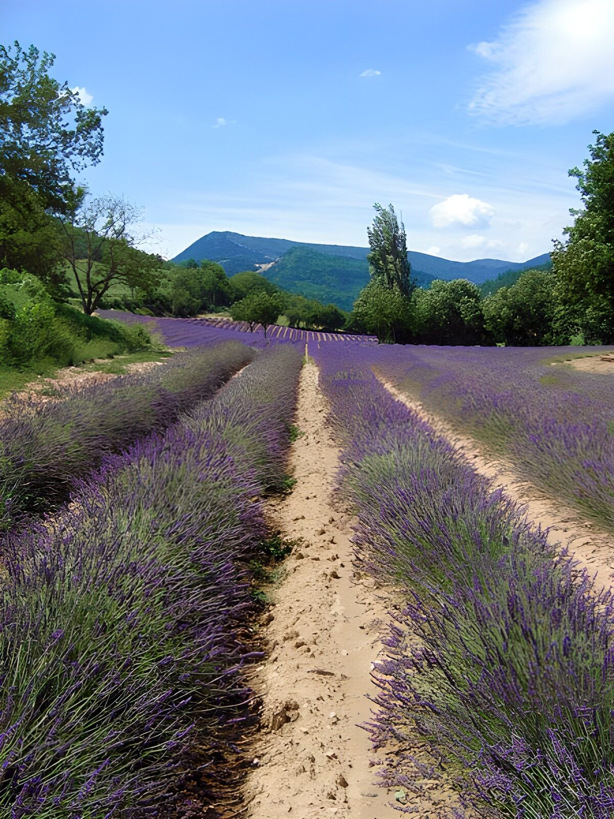 Lavendelfelder in voller Blüte
