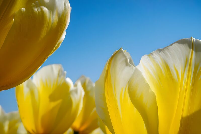 Gelbe Tulpen unter blauem Himmel