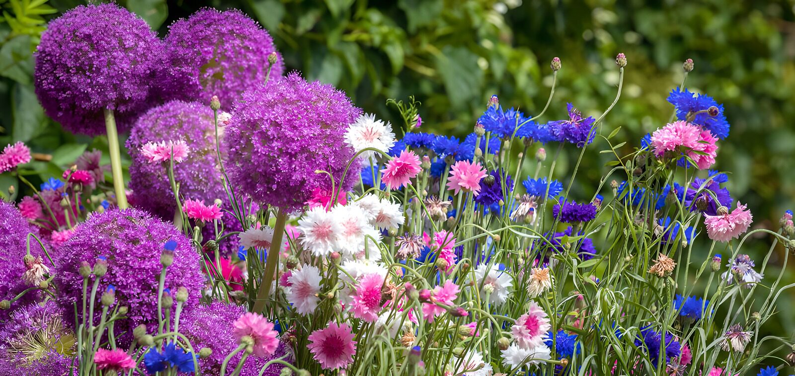 Bunte Frühlingsblumen im Garten