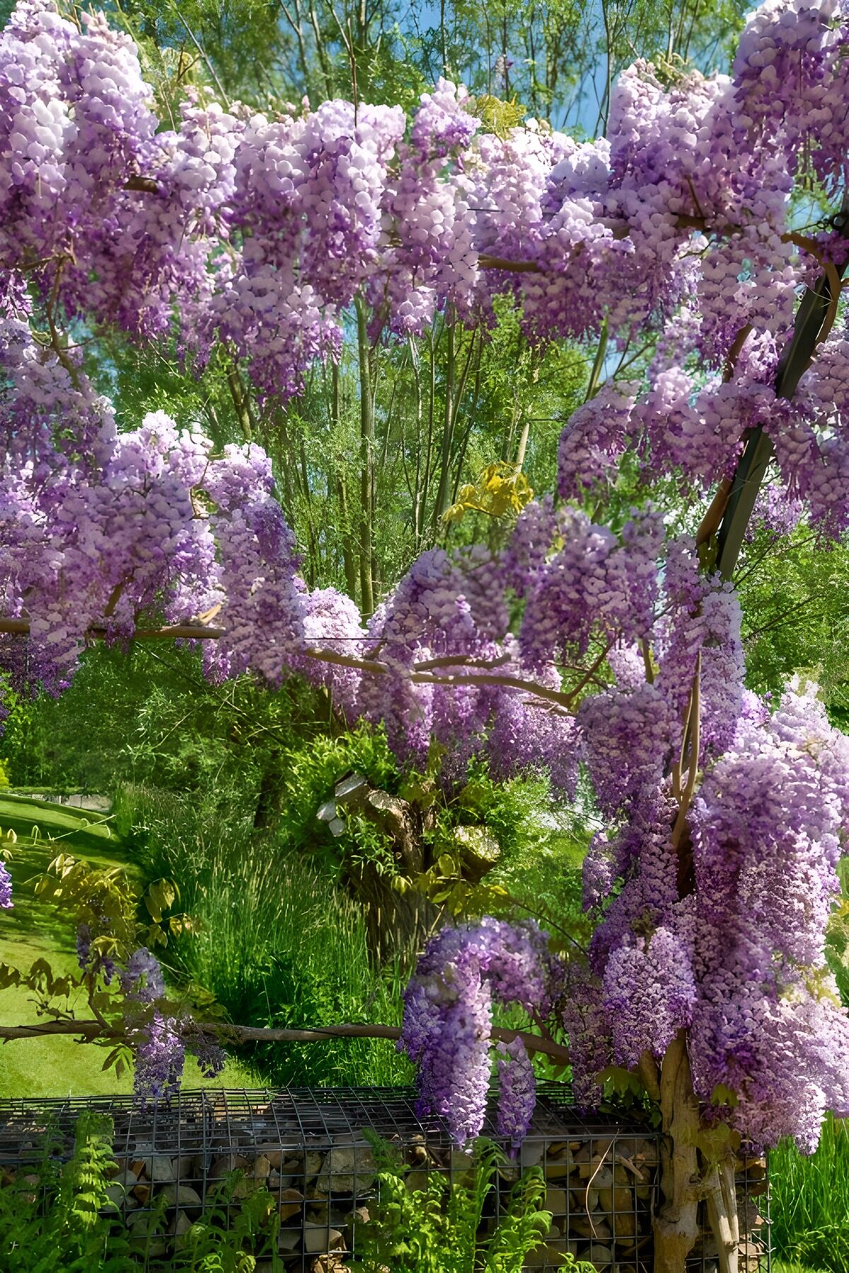 Blühende Glyzinien im Frühling