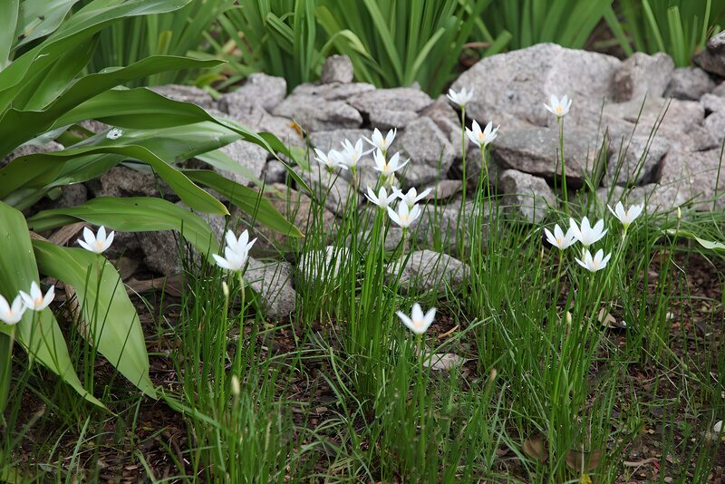 Weiße Blumen im Garten