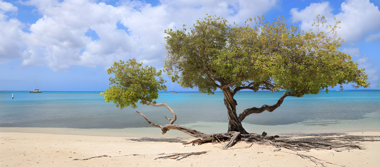 Alleinstehender Baum am Strand