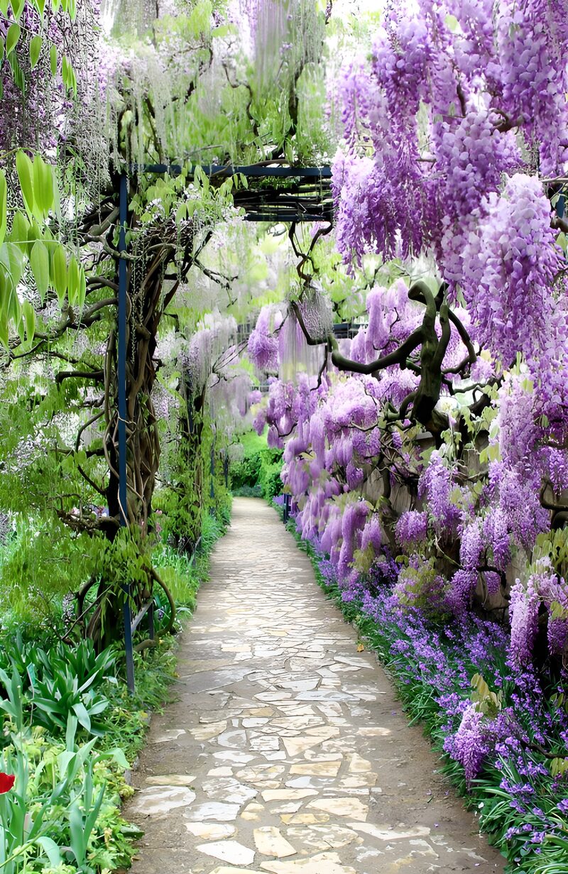 Wisteriengarten im Frühling