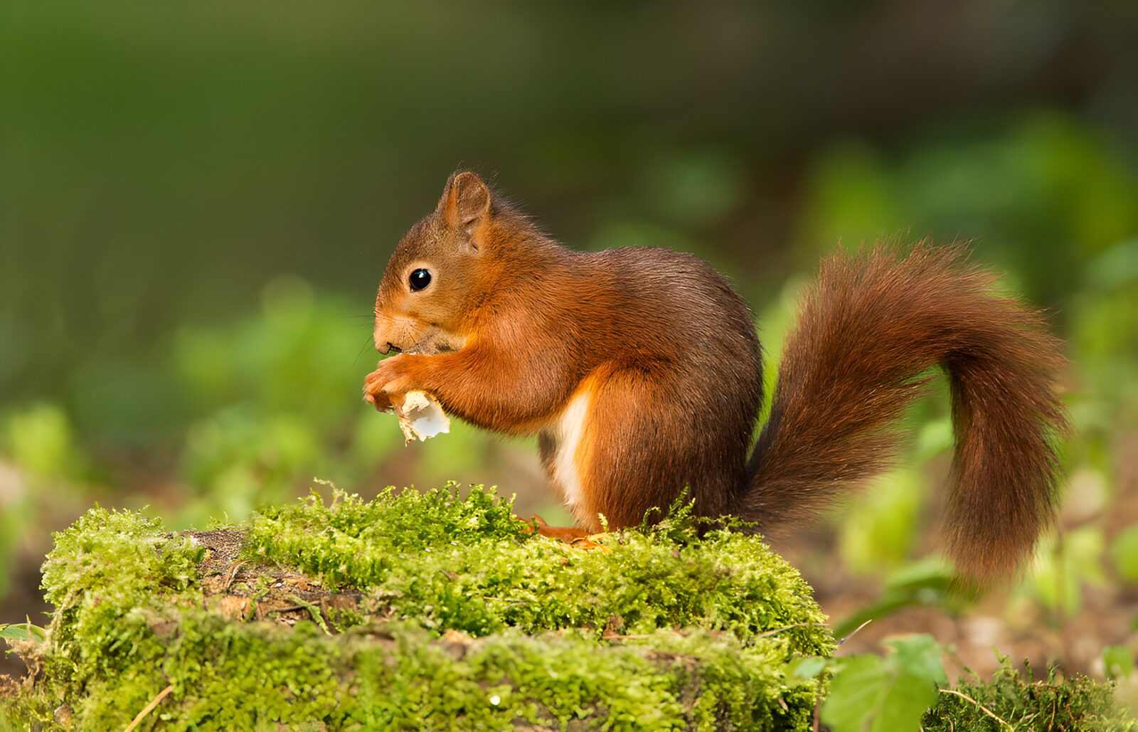 Eichhörnchen beim Nüsse essen