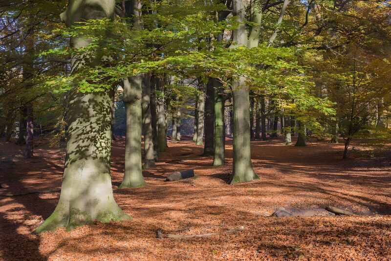 Herbstwald mit buntem Laub und Schatten