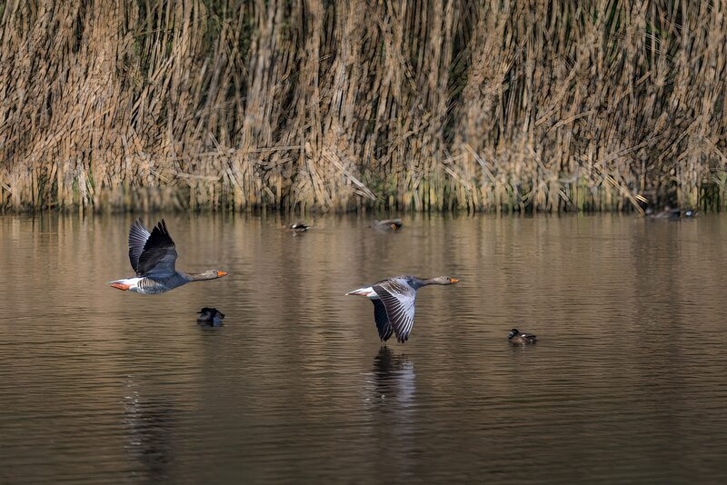 Fliegende Enten über ruhigem Wasser