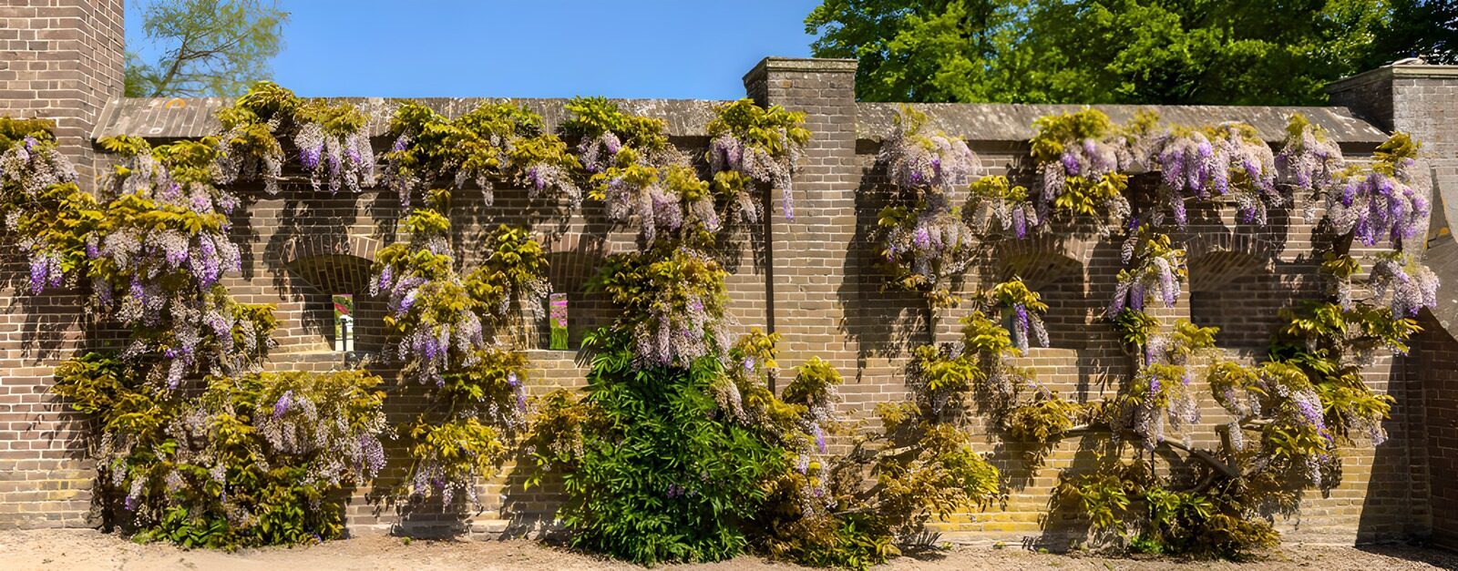 Blühende Glyzinien an einer Backsteinwand