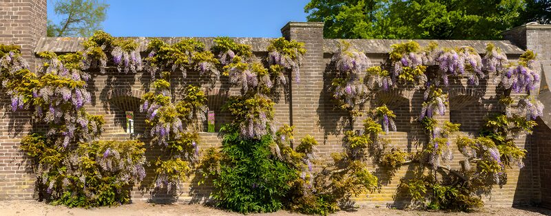 Blühende Glyzinien an einer Backsteinwand