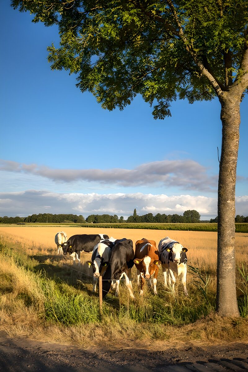 Kühe auf der Weide im Sonnenlicht