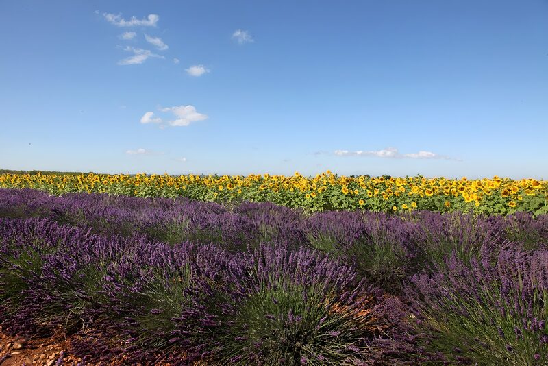 Lavendel- und Sonnenblumenfeld
