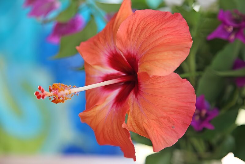 Lebendige Hibiskusblüte in leuchtenden Farben