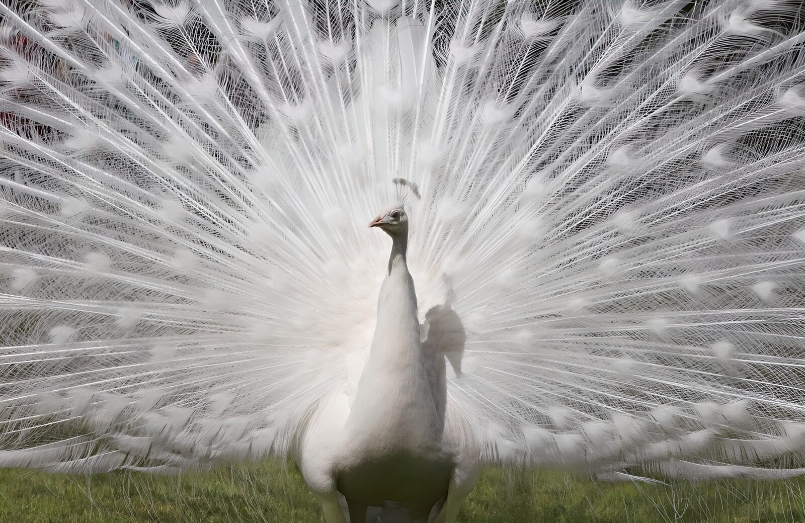 Weißer Pfau mit fächerartigem Gefieder