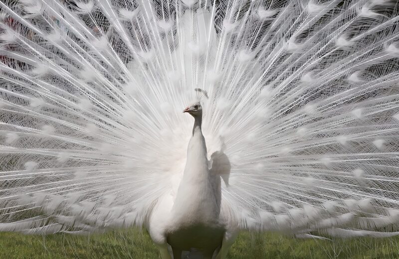 Weißer Pfau mit fächerartigem Gefieder