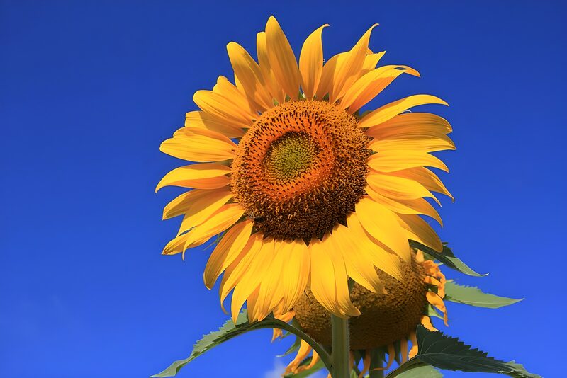 Strahlende Sonnenblume im blauen Himmel