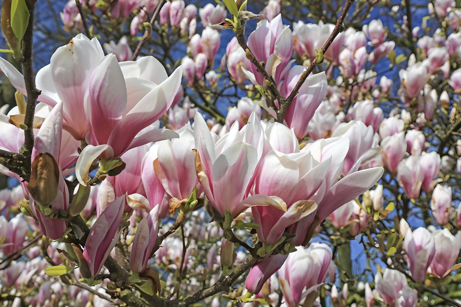 Magnolienblüten im Frühling
