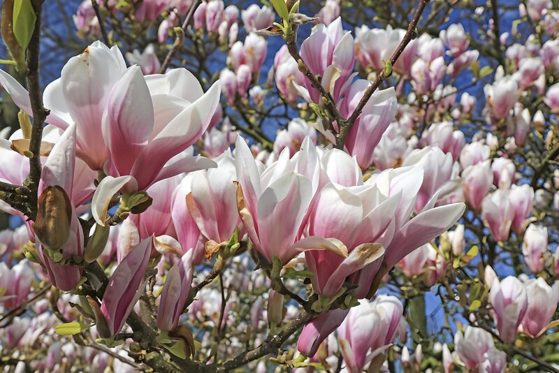 Magnolienblüten im Frühling