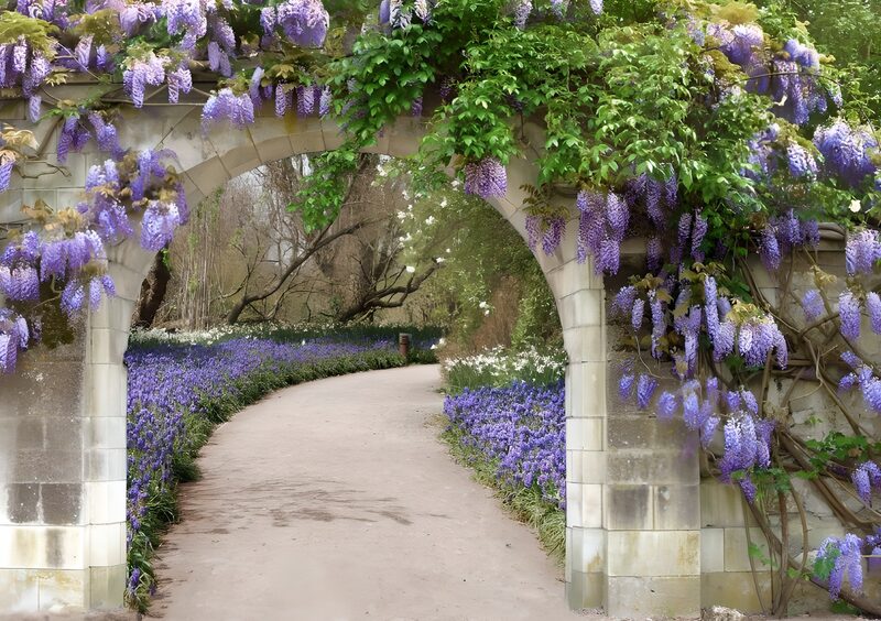 Wisteriabogen im blühenden Garten