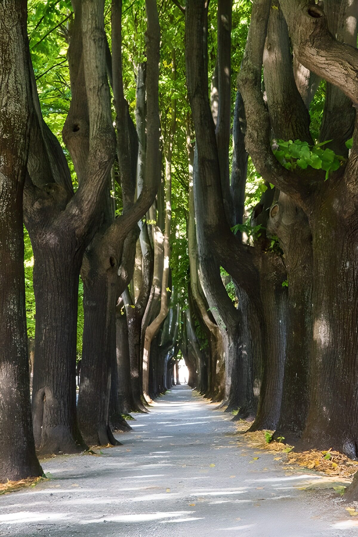 Grüne Allee der alten Bäume