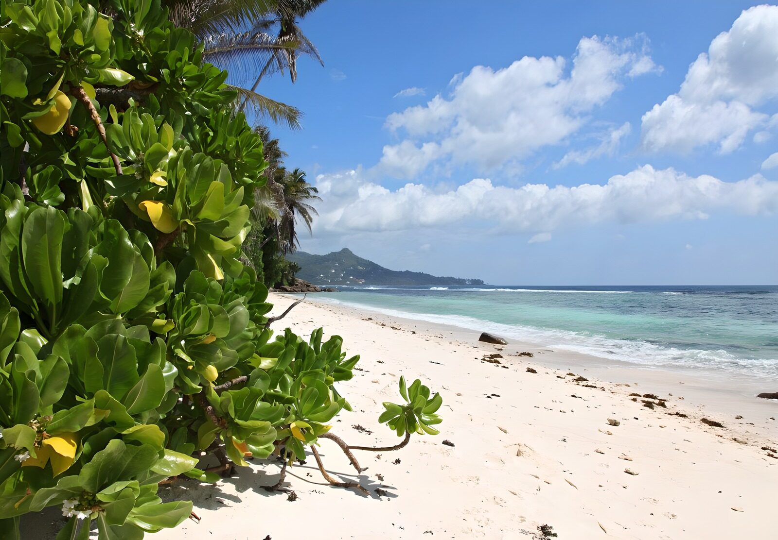 Paradiesischer Strand mit grünen Pflanzen