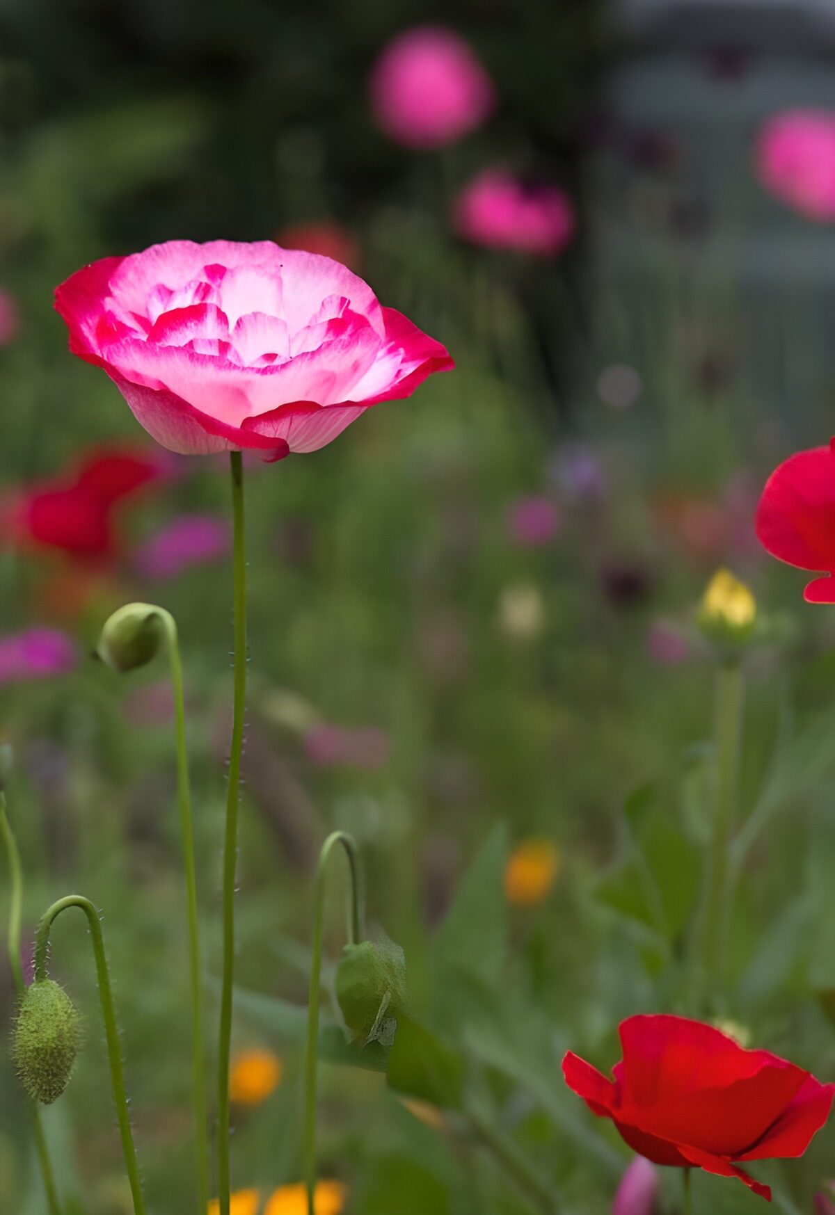 Bunte Blüten im Frühlingsgarten