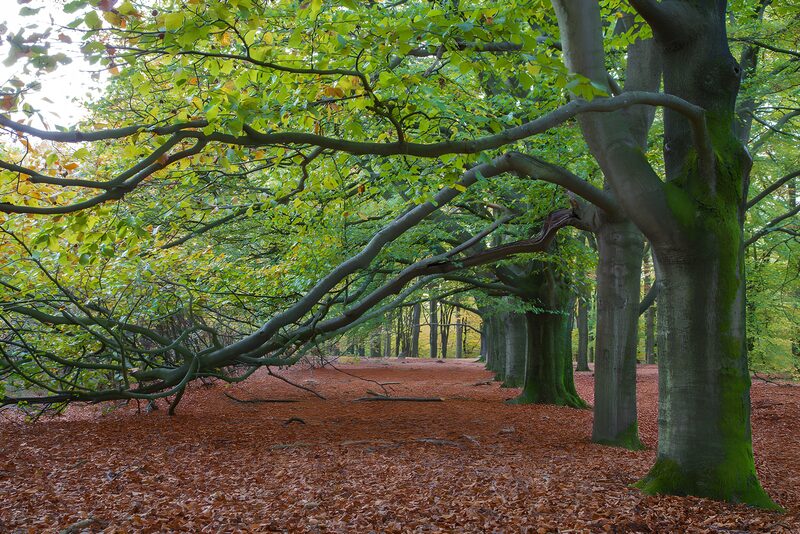 Herbstlicher Wald mit bunten Blättern