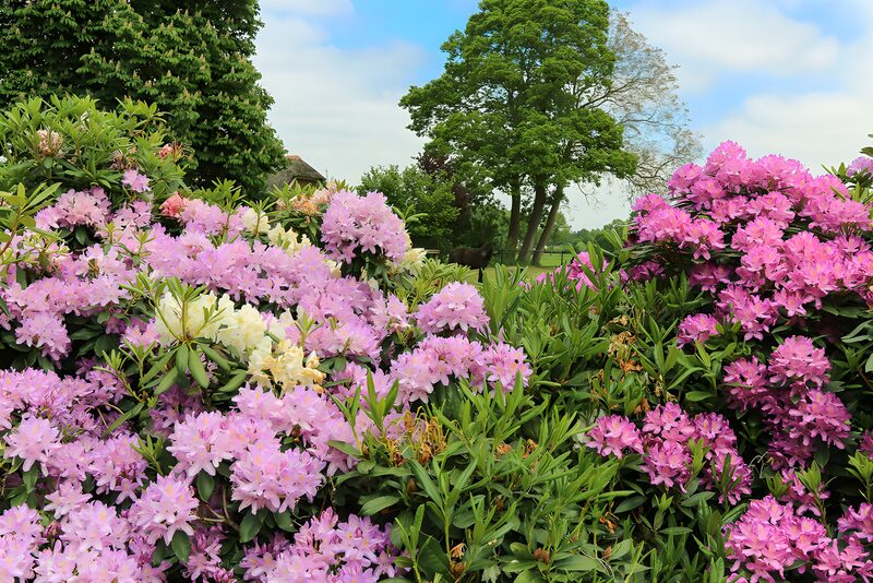 Bunte Rhododendren in voller Blüte