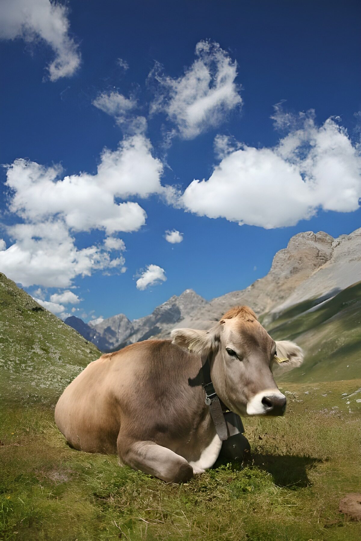 Entspannende Kuh in den Alpen