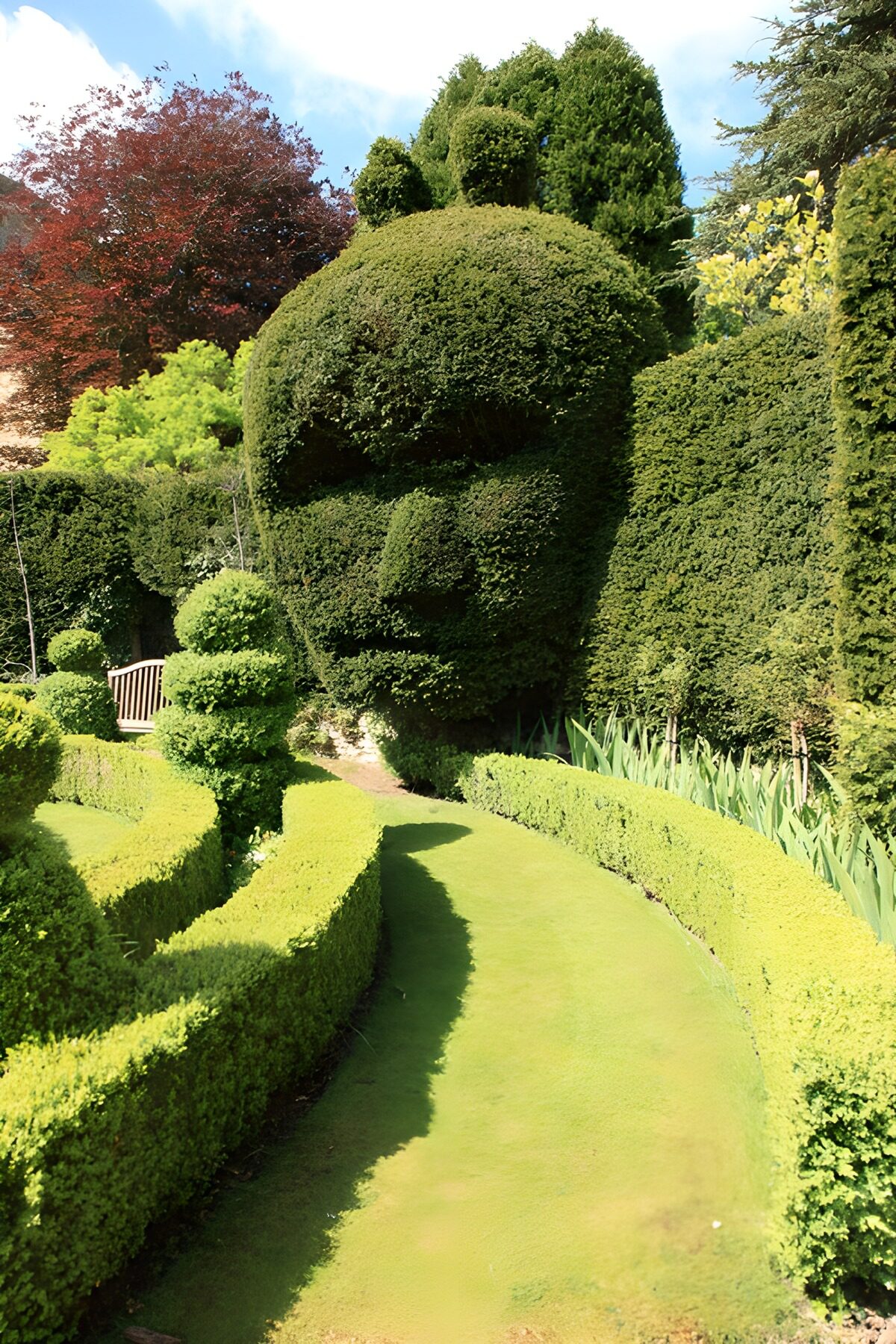Kopf aus Hecken im Garten