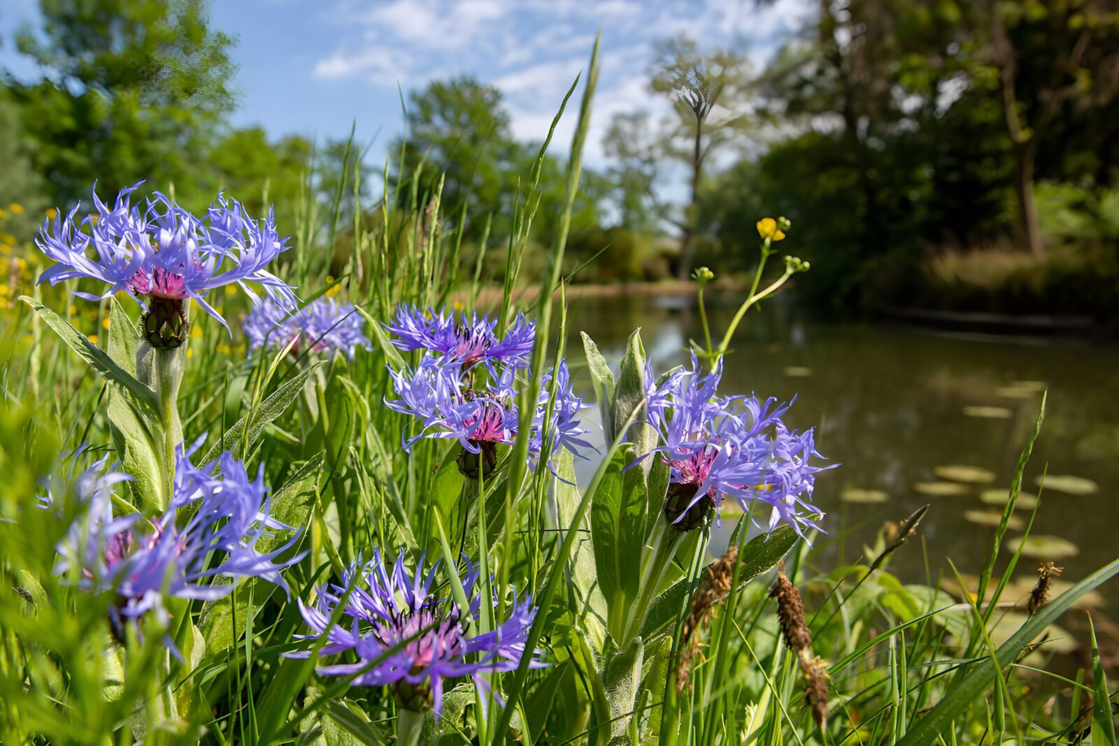 Wunderschöne blaue Blumen am Wasser