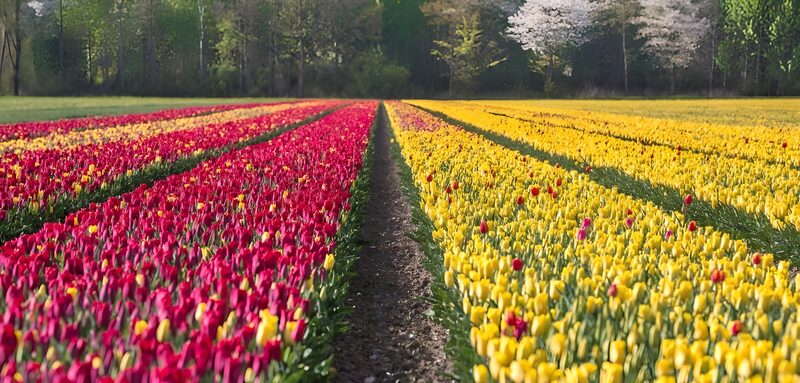 Bunte Tulpenfelder im Frühling