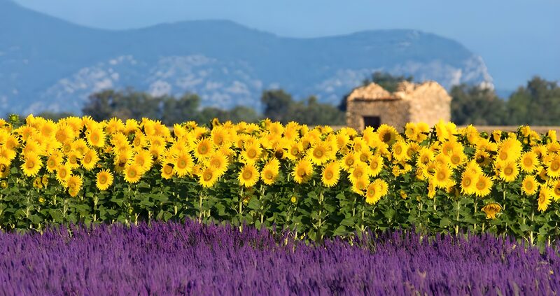 Sonnenblumen und Lavendel in der Provence