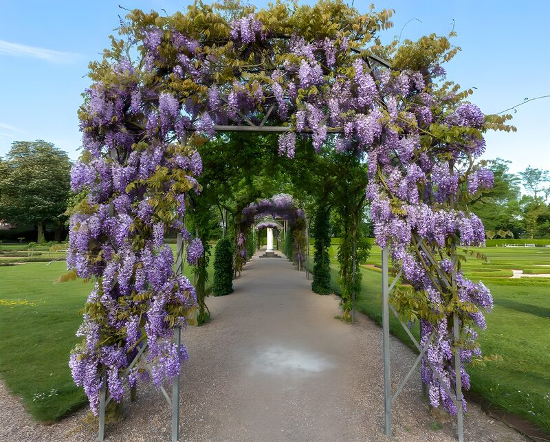 Wisteria-Allee im Frühlingsgarten