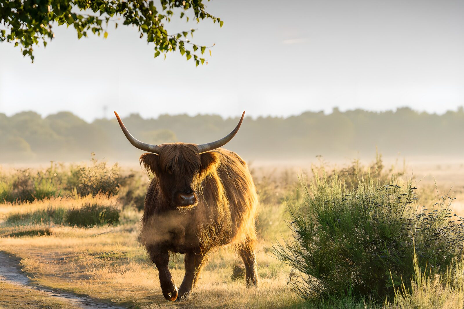 Highland-Rind im Morgennebel