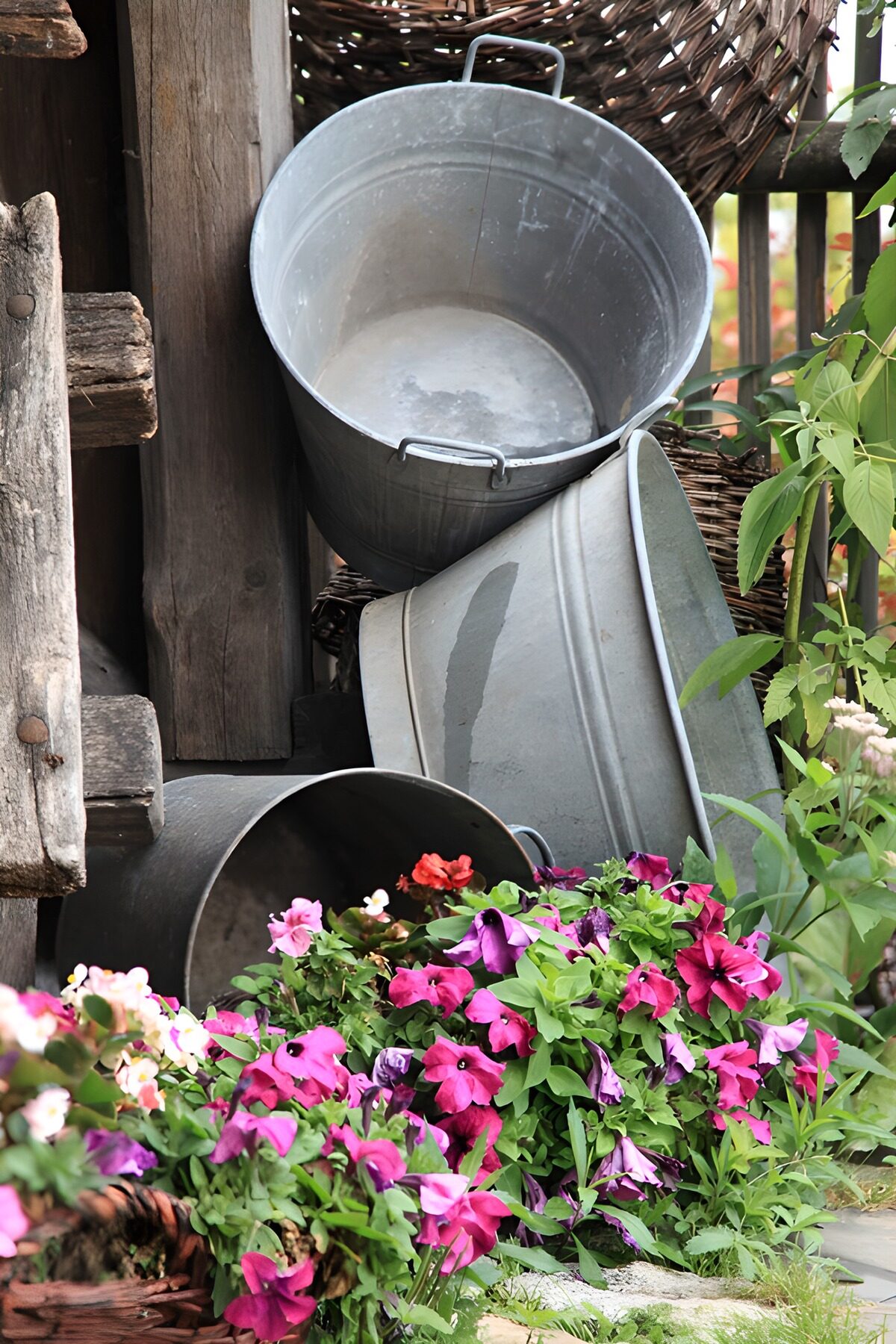 Zink-Eimer in der bunten Blumenpracht