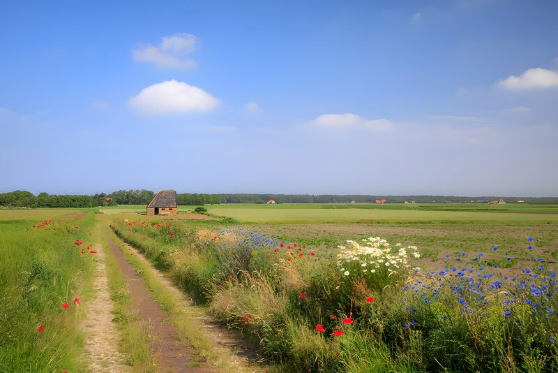 Friedliche Landschaft mit blühenden Wiesen