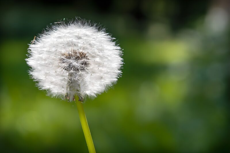 Löwenzahn im Sonnenschein