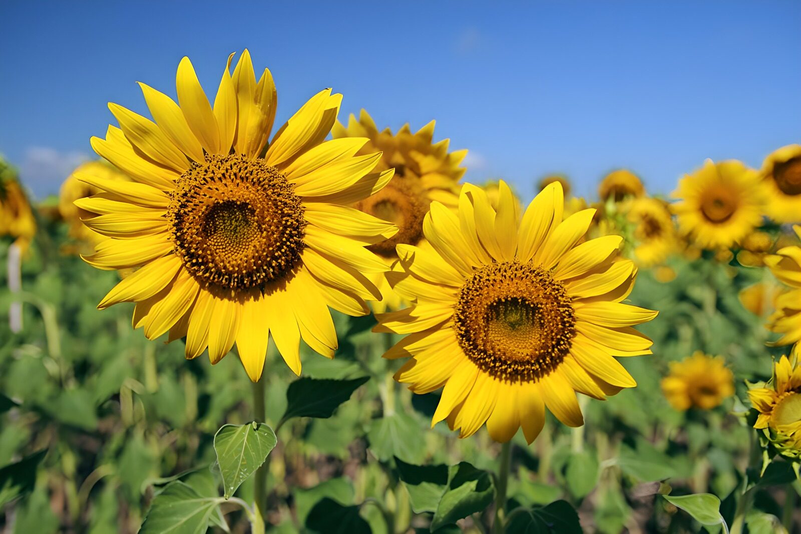 Sonnenblumen im Sommerfeld
